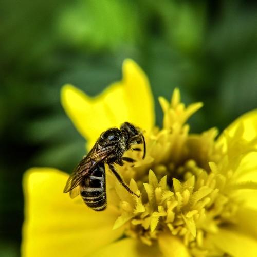 Honey bee