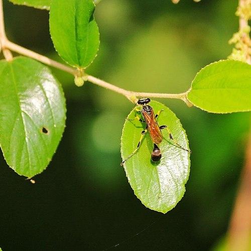 Photo #2873464