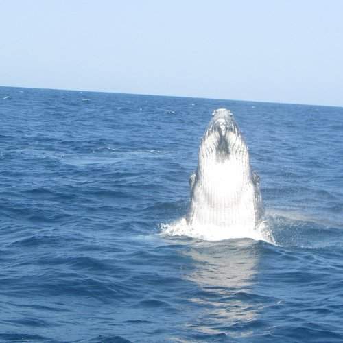Curious Baby Humpback