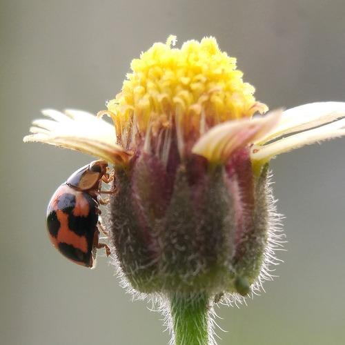 lady bug