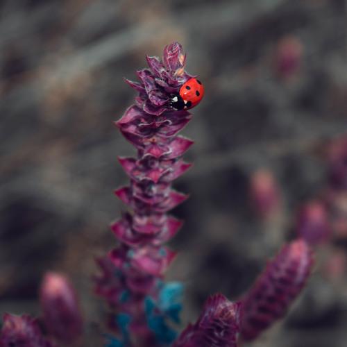flower ladybug