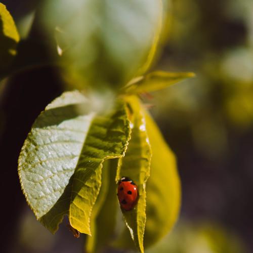morning ladybug