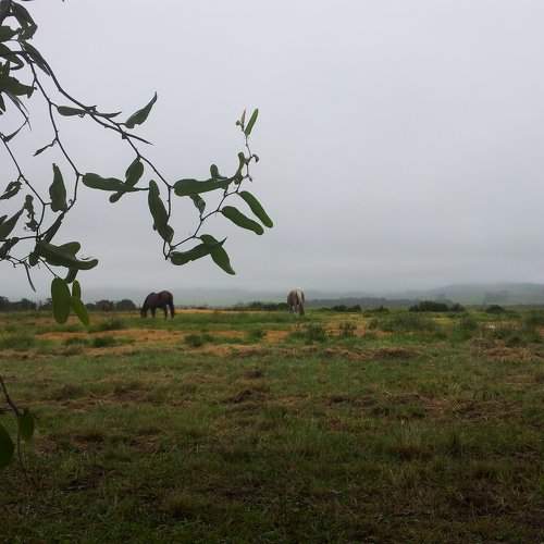 Grazing on a foggy day