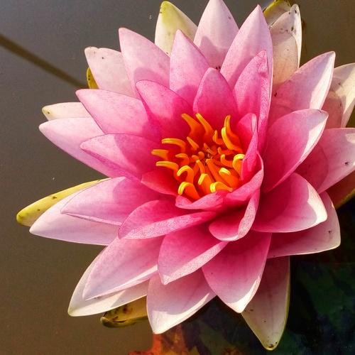 BRAHMAKAMAL