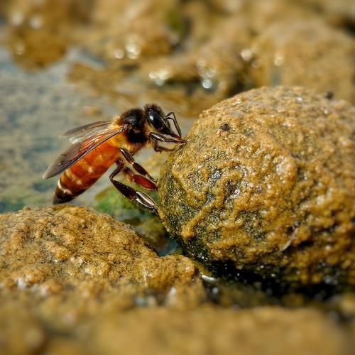 Honey Bee