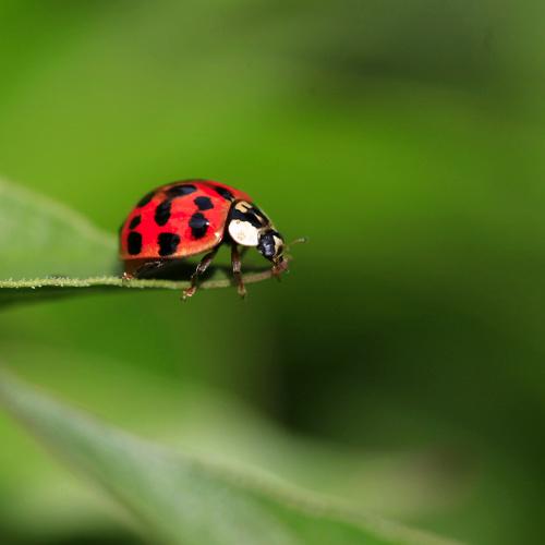 red bug