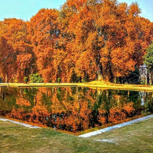 Maple Reflection
