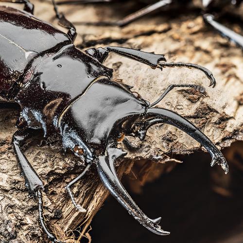 Male stag beetle.
