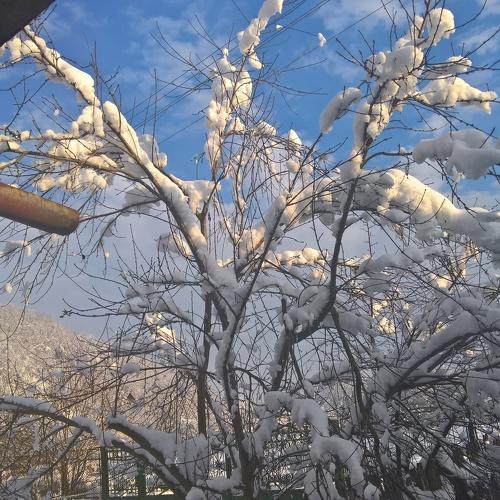 Snow flowers