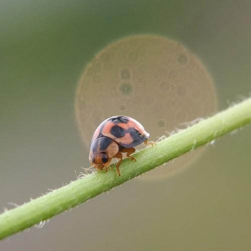 lady bug