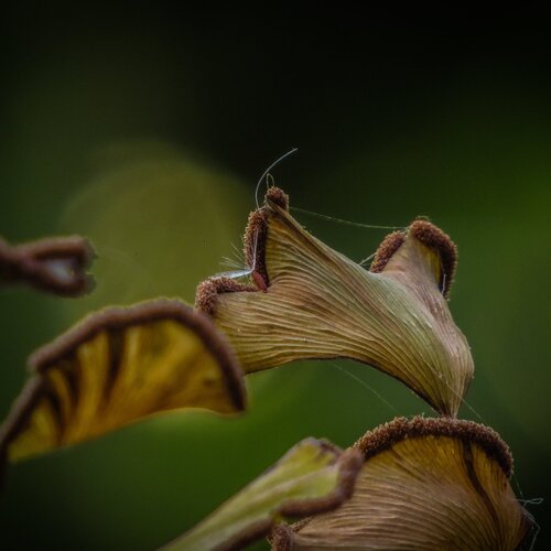 Beautiful things around us