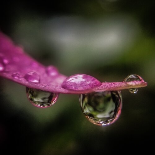 Drop of glory