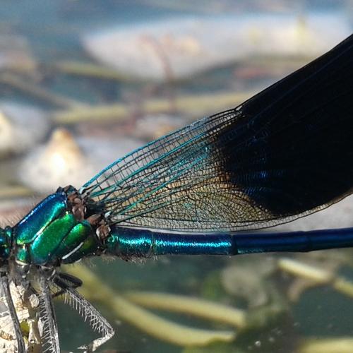 Photo #2882770