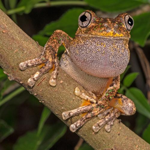 Emerald-spotted Tree Frog (Litoria peronii)
