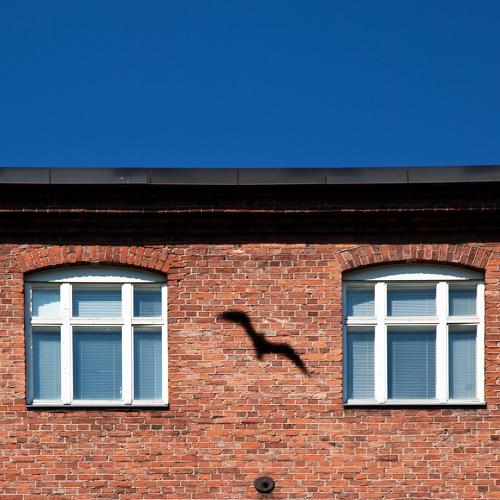 a gull was here