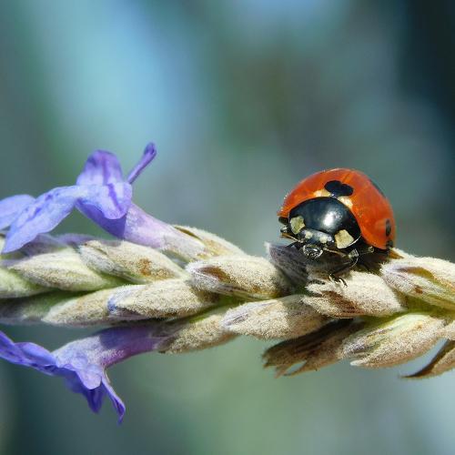 Ladybug on blue flower