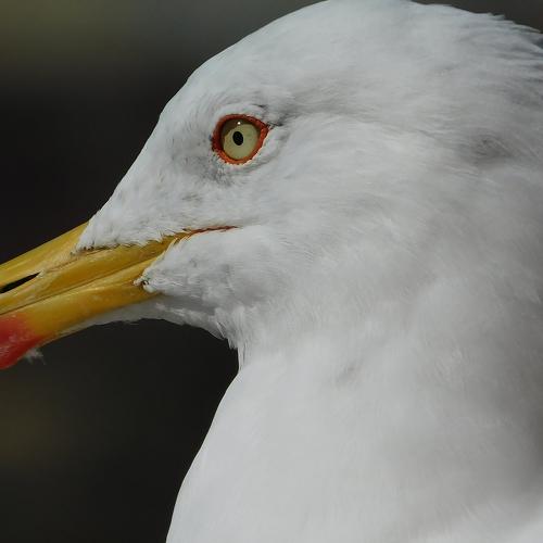 Seagull