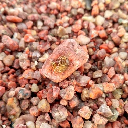 Issyk-Kul shrimp / Иссык-Кульская креветка