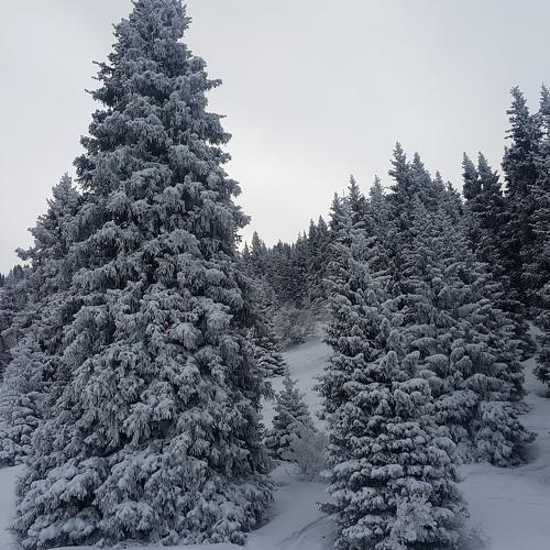 Елочки