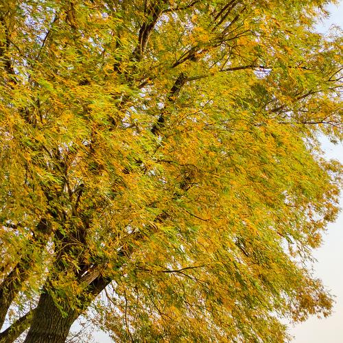 Fall