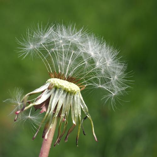Make a Wish