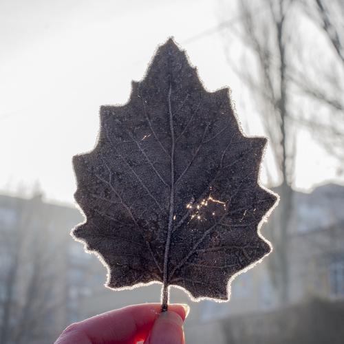 вдохновение