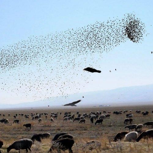 Photo #2887120