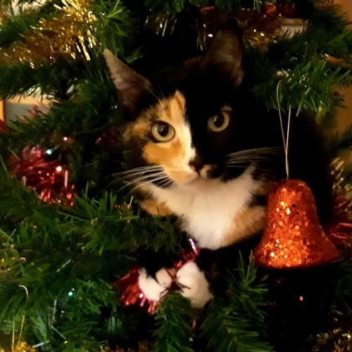 Cat in thr Christmas Tree