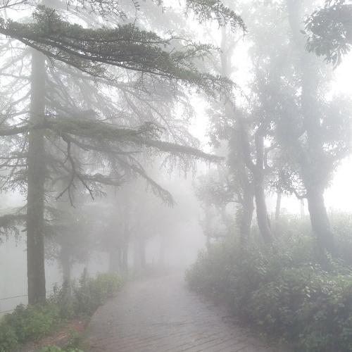 Fog