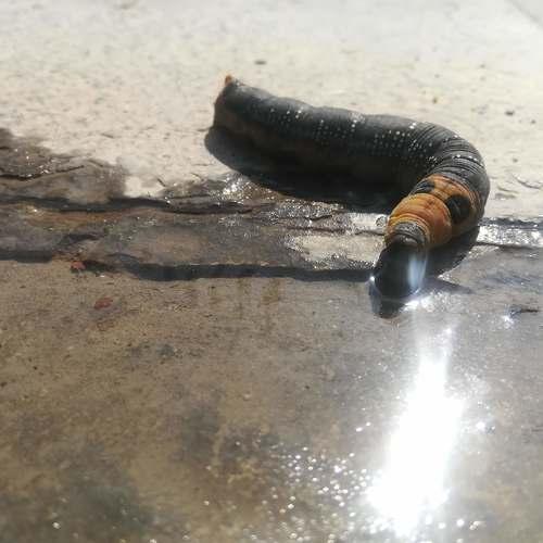 beetles warming