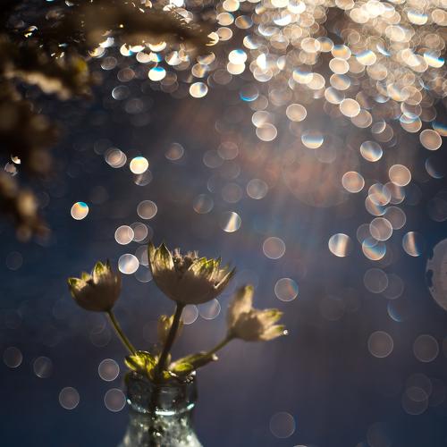 Photo #2888615