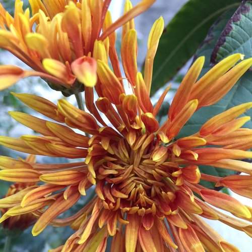 chrysanthemum