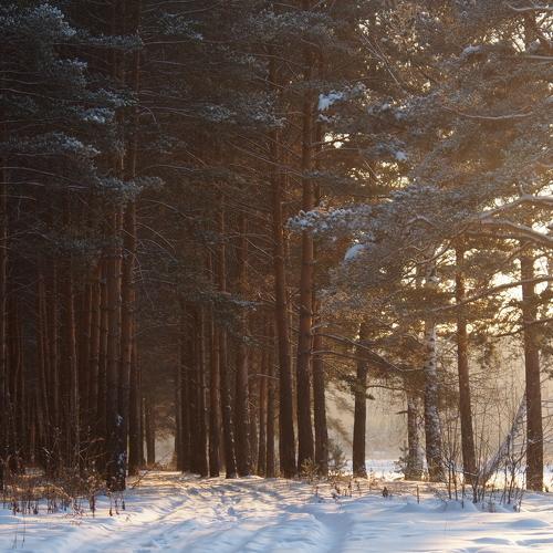 forest