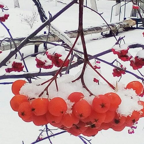 Костёр рябины красной