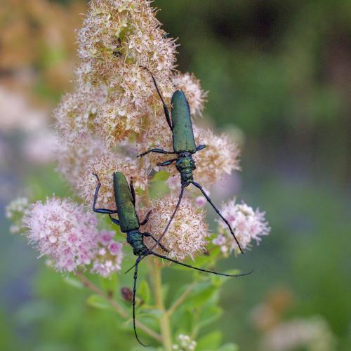 Beetle Cerambycidae