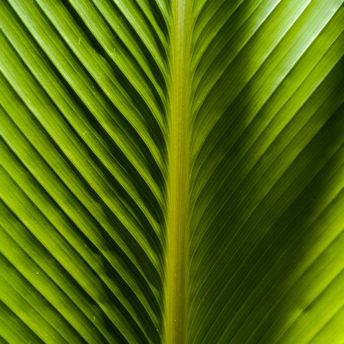 Palm leaf