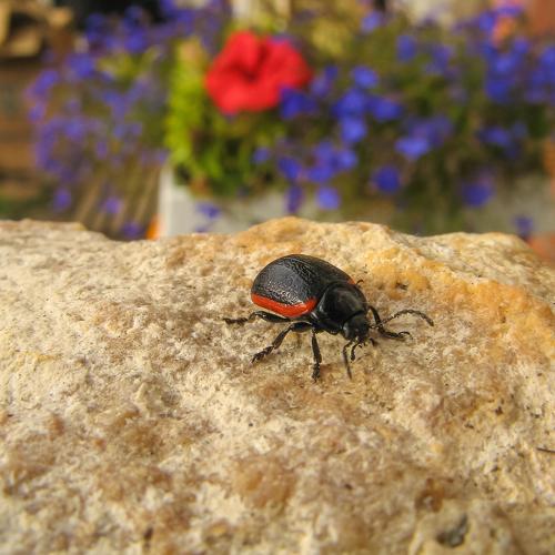 Листоед краснокаемчатый (Chrysolina sanguinolenta)