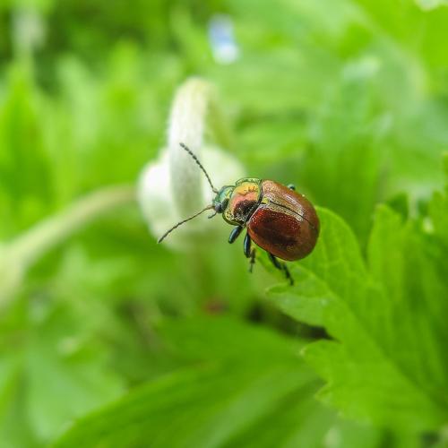 Chrysolina polita - Листоед мятный (полированный)