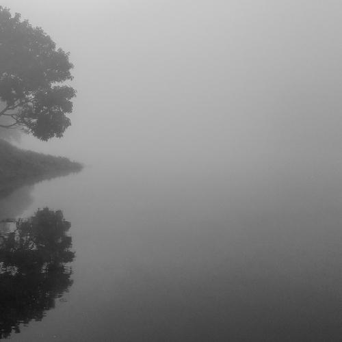 isolated tree
