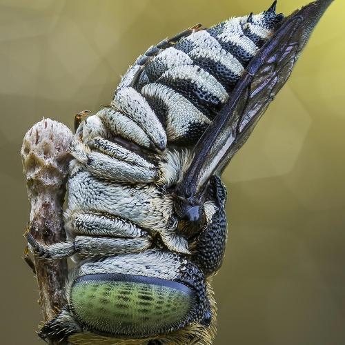 Little bee in one morning