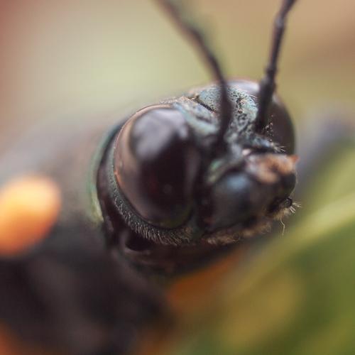 Tough Flying Insects