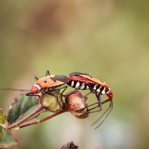 romance of the insect