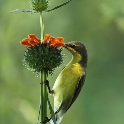 Love For Nectar