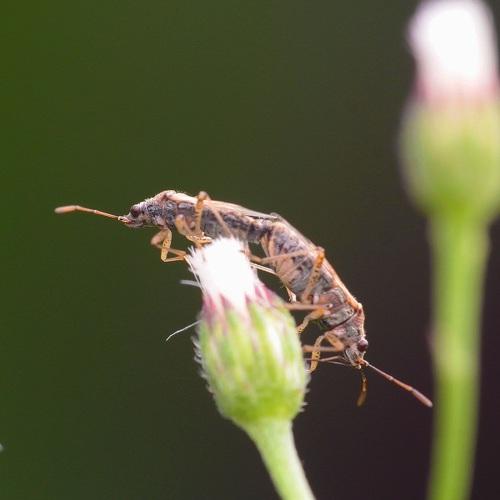 Mating of little bugs