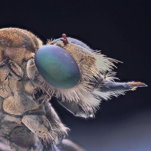Assilydae/Robberfly