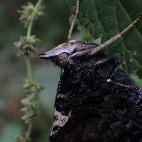 Photo #2898915