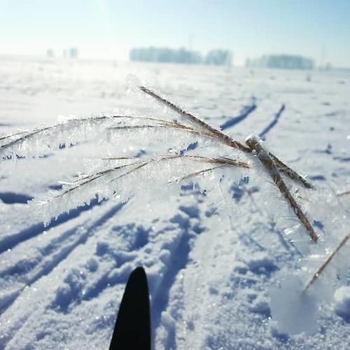 Гулять по лыжне со мной