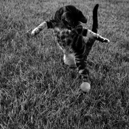 Pretty cat with the ball
