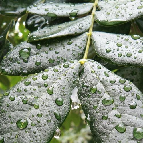 Rain drops