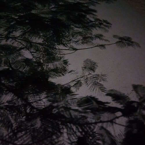 Tree shadow